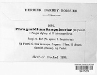 Phragmidium sanguisorbae image